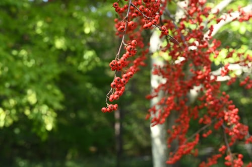 ぴらかんさ,トキワサンザシ,画像,赤い実