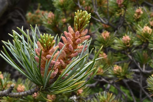 ごようまつの花,ゴヨウマツ