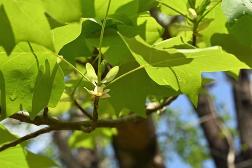 百合の木,特徴,ちゅーりっぷつりー,ユリノキ