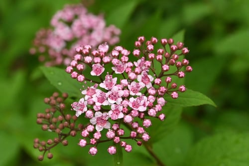 しもつけ,植物,特徴