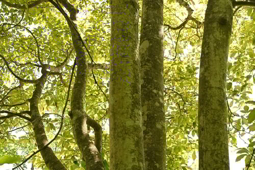 蝦夷辛夷の木,エゾコブシ