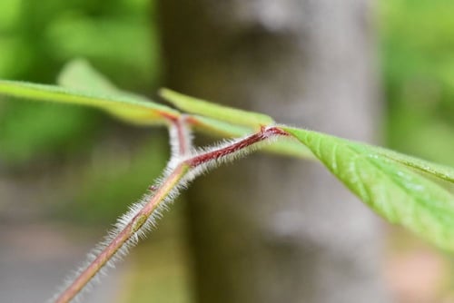 目薬の木,特徴,メグスリノキ,めぐすりのき