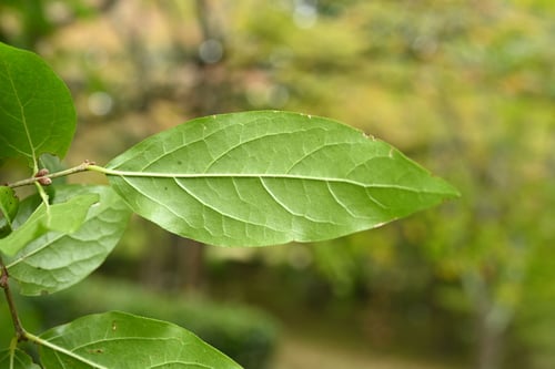 狼狽の木,ロウバイ,蠟梅