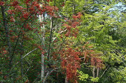 ピラカンサの木,ぴらかんさ
