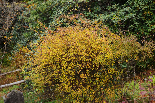 ゆきやなぎ,紅葉,ユキヤナギ,雪柳