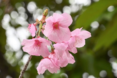 陽光桜の花,画像,ヨウコウザクラ
