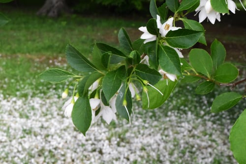 エゴノキ,チシャノキ,えごのき　