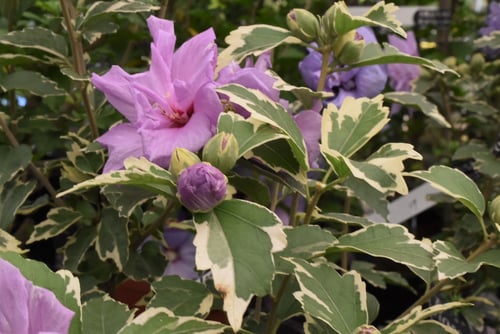 ムクゲ,槿,品種,むくげ