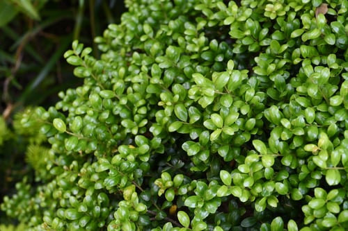 豆つげの木,まめつげ