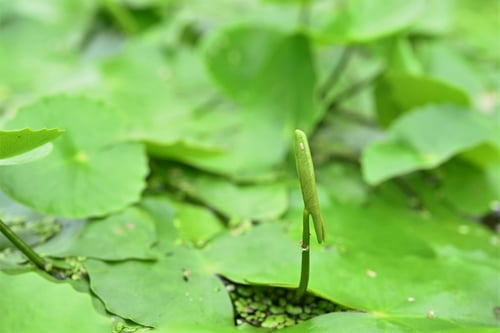 荇,水草,あさざ,植物,アサザ