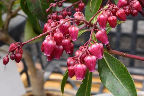 アシビ,あせび,品種,ピンク花