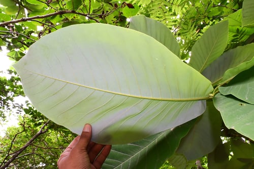 ホオノキの葉っぱ,画像,朴の木