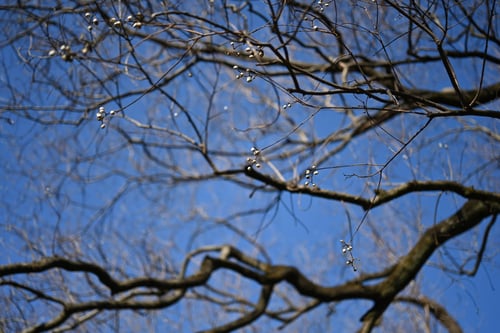 ナンキンハゼ,なんきんはぜ,樹木