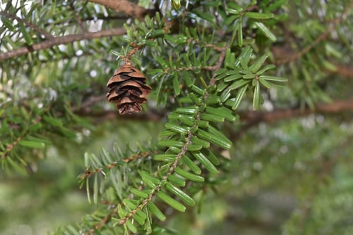 栂の実,樹木,つが,ツガ