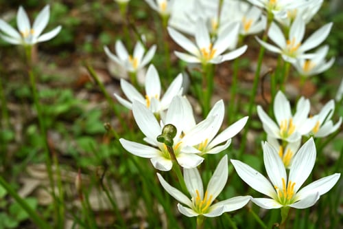 たますだれの実,タマスダレ
