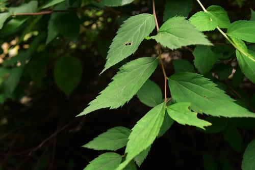 下野,植物,葉,しもつけ,シモツケ