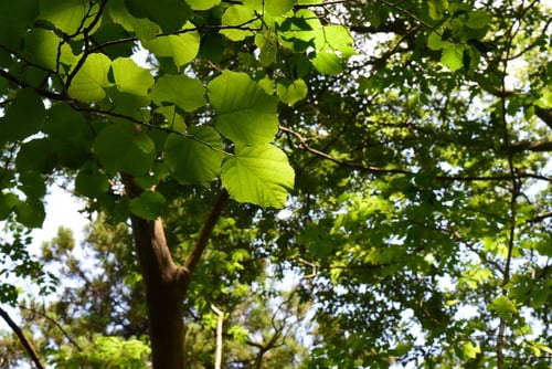 シナノキ,しなのき,種類,品種