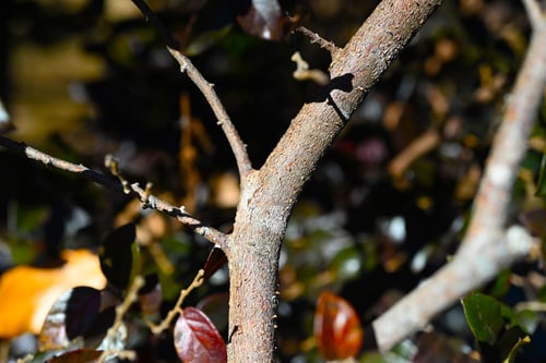トキワマンサク,ときわまんさくのき