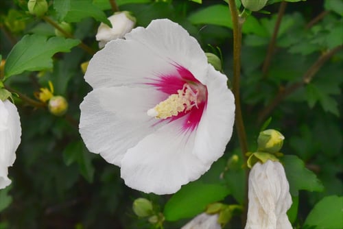 ムクゲの木,むくげの花,植物,木槿