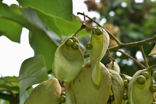 アオギリ,青桐,あおぎり,樹木,梧桐