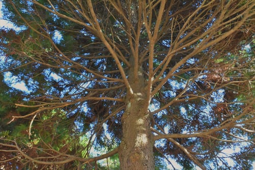 青森桧葉,アテの木,ヒノキアスナロ