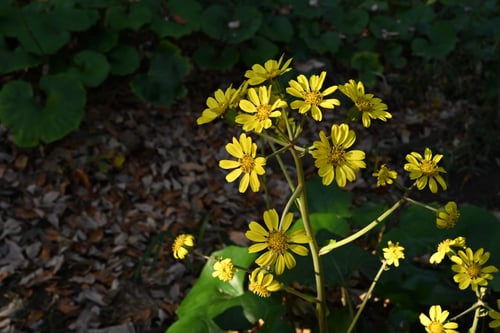ツワブキ,開花時期,つわぶき