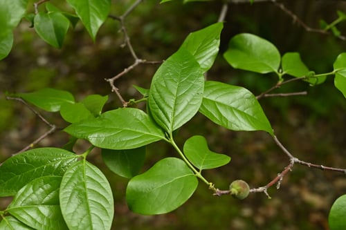 ソシンロウバイ,そしんろうばい,樹木