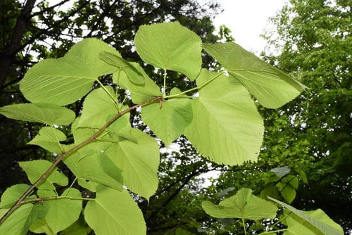 シナノキ,あめりかしなのき,種類
