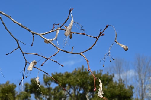 シナノキ,しなのき,樹木