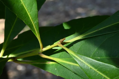 ほるとのき,樹木,ホルトノキ