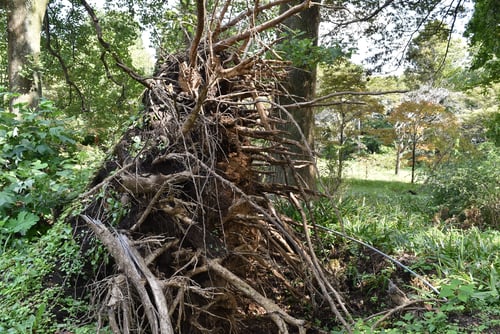 ハンテンボク,根茎,ゆりのき