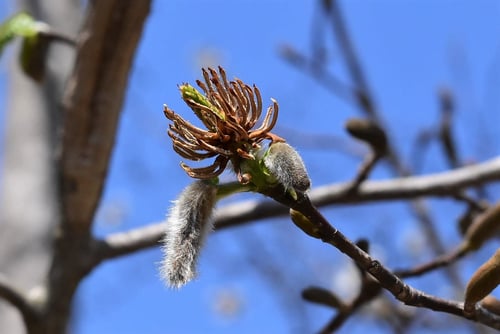 花,こぶしのき,樹木,コブシ