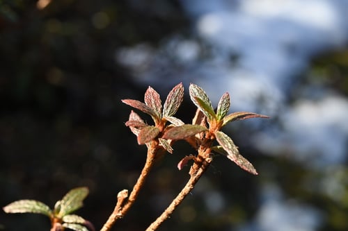 冬のさつきつつじ,サツキツツジ