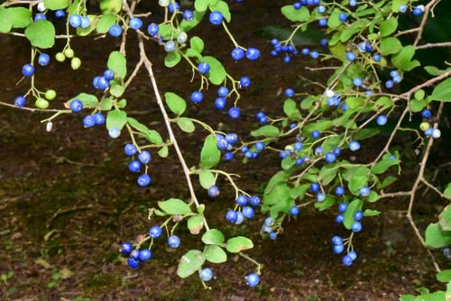 sapphire-berry,fruits