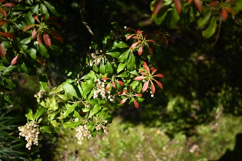 アセビ,馬酔木の木
