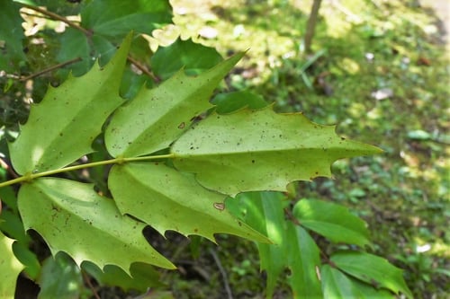 柊南天の木の葉っぱ,ひいらぎなんてん