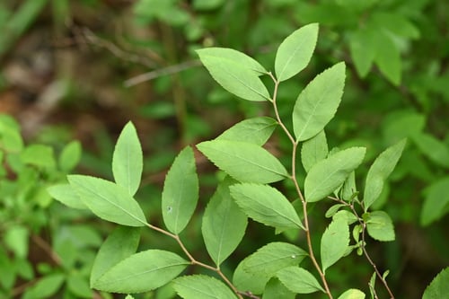 Thunberg's meadowsweet