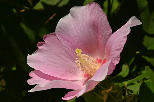 芙蓉,フヨウの花,おしべ,めしべ,