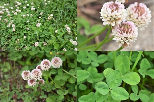 グランドカバー,植物