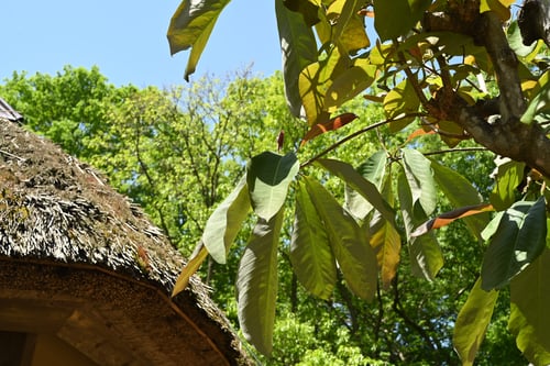 朴ノ木,大きな葉っぱ,白い花,ホオノキ,朴