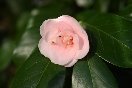 ピンク色の花が咲くツバキの木