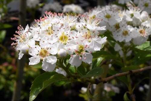 るびーさんざし,花