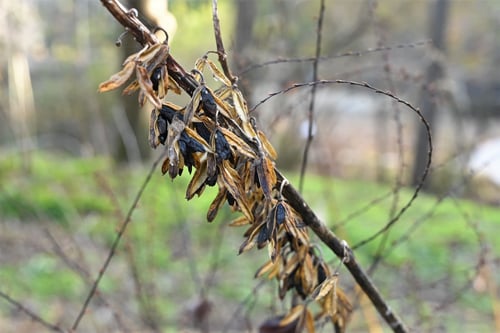 おおばぎぼうし