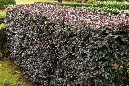 トキワマンサク,ときわまんくの垣根