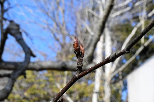 白樺,シラカバのふゆめ,しらかば,シラカバの木