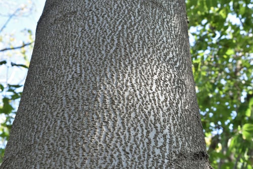 Japanese beech,picture