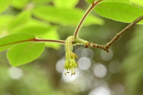 めぐすりのき,花の様子,メグスリノキ,目薬の木