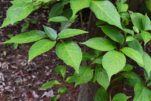 ままっこ,木,ハナイカダ