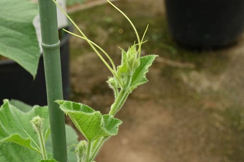 ひょうたん,新芽,若葉,ヒョウタン