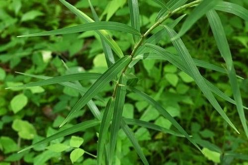 Sasa lily,ササユリ